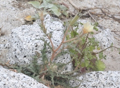 Mentzelia hirsutissima
