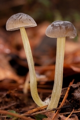 Mycena griseoviridis
