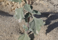 Helianthus petiolaris canescens
