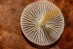 Mycena griseoviridis