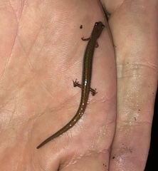 Eurycea quadridigitata