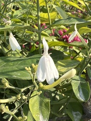 Rhinacanthus nasutus