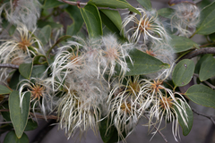 Clematis pubescens
