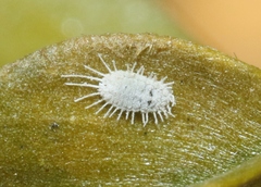 Spilococcus larreae