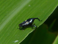 Linomadarus distigma