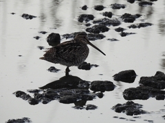 Gallinago