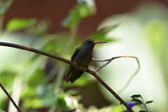 Hylocharis chrysura