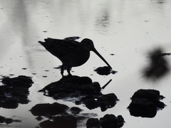 Gallinago