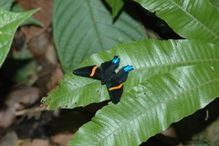 Ancyluris inca inca