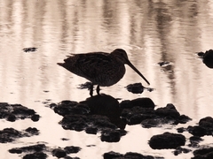 Gallinago