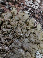 Xanthoparmelia verruculifera