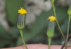 Senecio mohavensis
