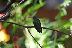 Hylocharis chrysura