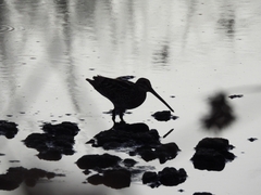 Gallinago