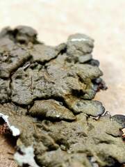 Xanthoparmelia verruculifera