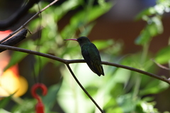 Hylocharis chrysura