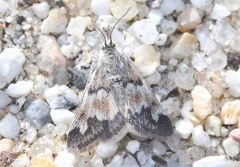 Noctueliopsis brunnealis