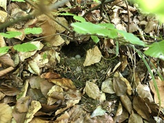 Troglodytes troglodytes