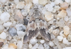 Noctueliopsis brunnealis