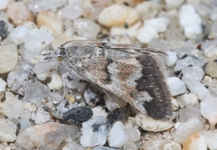 Noctueliopsis brunnealis