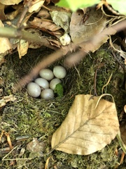 Troglodytes troglodytes