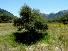Olearia virgata
