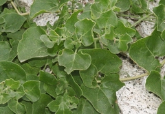 Mirabilis tenuiloba