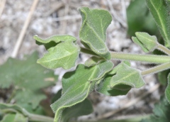 Mirabilis tenuiloba