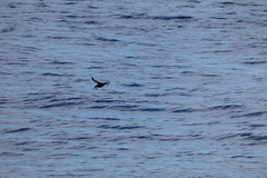 Cepphus grylle arcticus