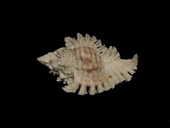 Chicoreus florifer