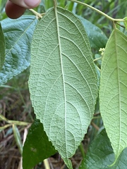 Callicarpa pedunculata