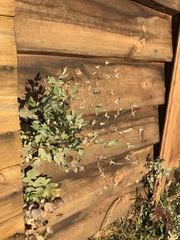 Thalictrum squarrosum