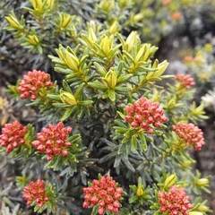 Ozothamnus ledifolius