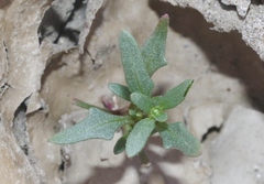 Blitum nuttallianum