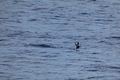 Cepphus grylle arcticus