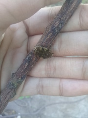 Protaetia fusca