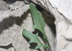 Blitum nuttallianum