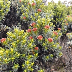Ozothamnus ledifolius