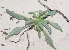 Blitum nuttallianum