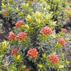 Ozothamnus ledifolius
