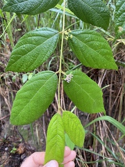 Callicarpa pedunculata