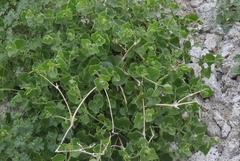 Mirabilis tenuiloba
