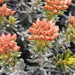 Ozothamnus ledifolius