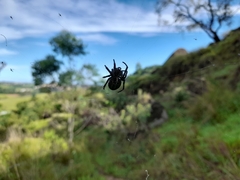 Parawixia bistriata