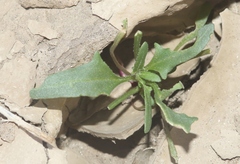 Blitum nuttallianum