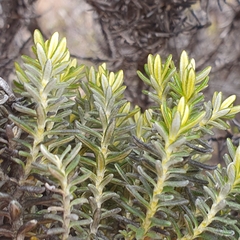 Ozothamnus ledifolius