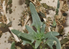 Blitum nuttallianum