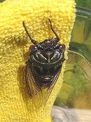 Megatibicen auletes