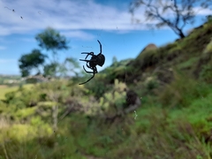 Parawixia bistriata