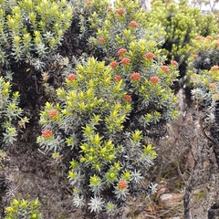 Ozothamnus ledifolius